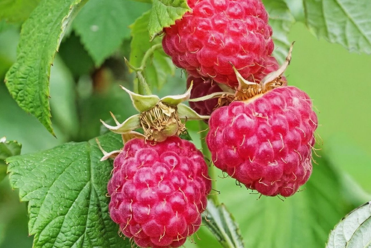 Подкармливаю малину одним средством в апреле и не нарадуюсь урожаю: секрет богатого урожая