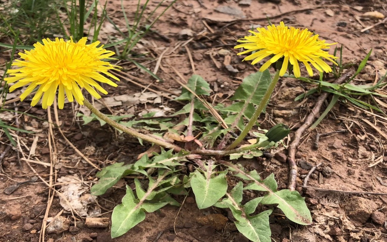 Одуванчики с корнями заменят дорогое калийное удобрение: запомните способ приготовления