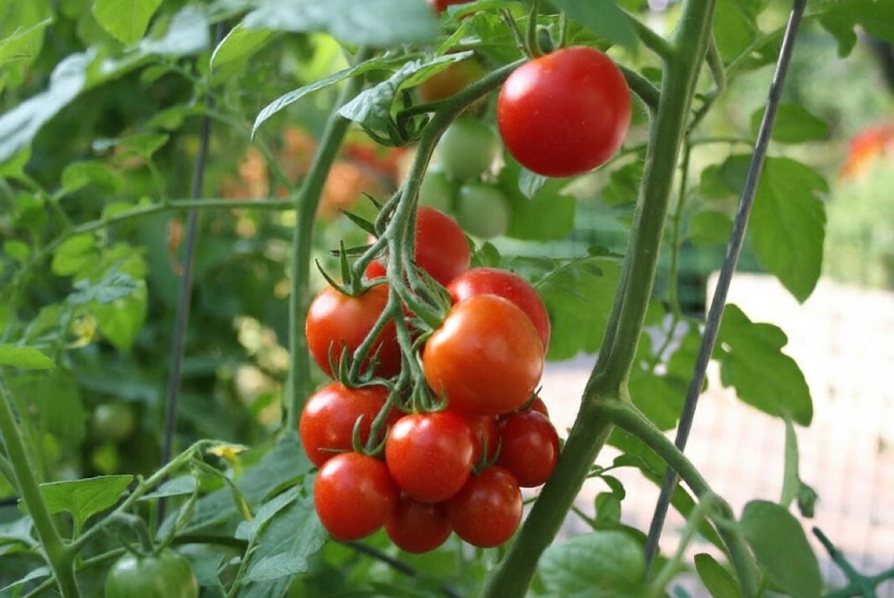 Вот почему опытные огородники каждый год меняют место для томатов: всем дачникам на заметку