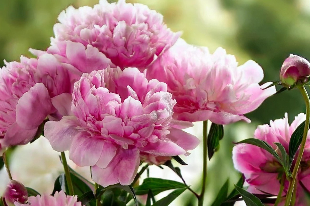 Как заставить пионы пышно цвести весной: три решающих подкормки для крупных соцветий