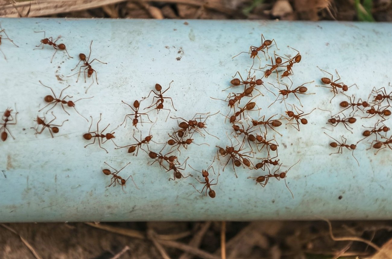 Как выгнать муравьев с дорожек и грядок: простая формула с эфирными маслами действует безотказно