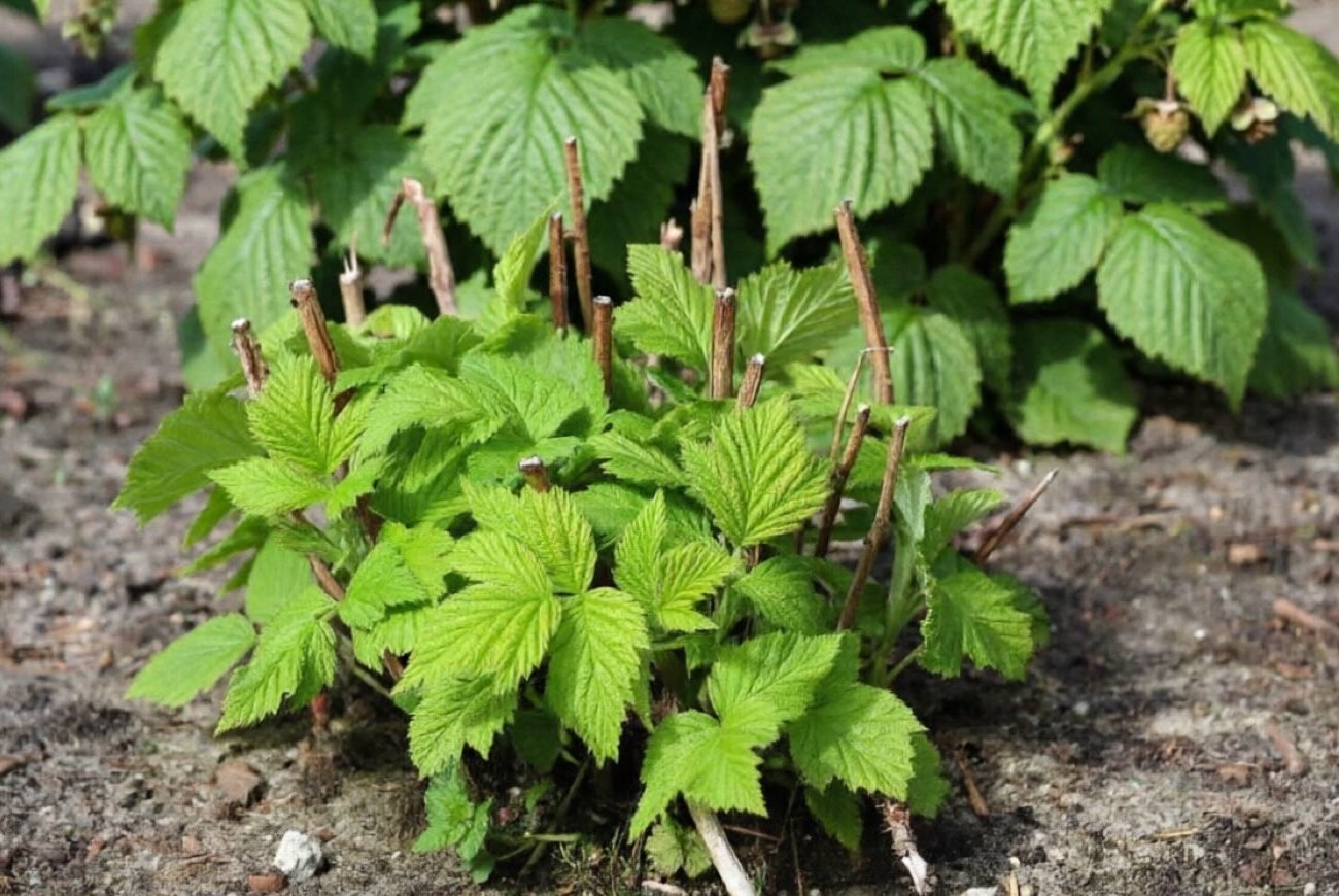 Малина перестанет разрастаться и захватывать участок: простой способ держать кусты под контролем