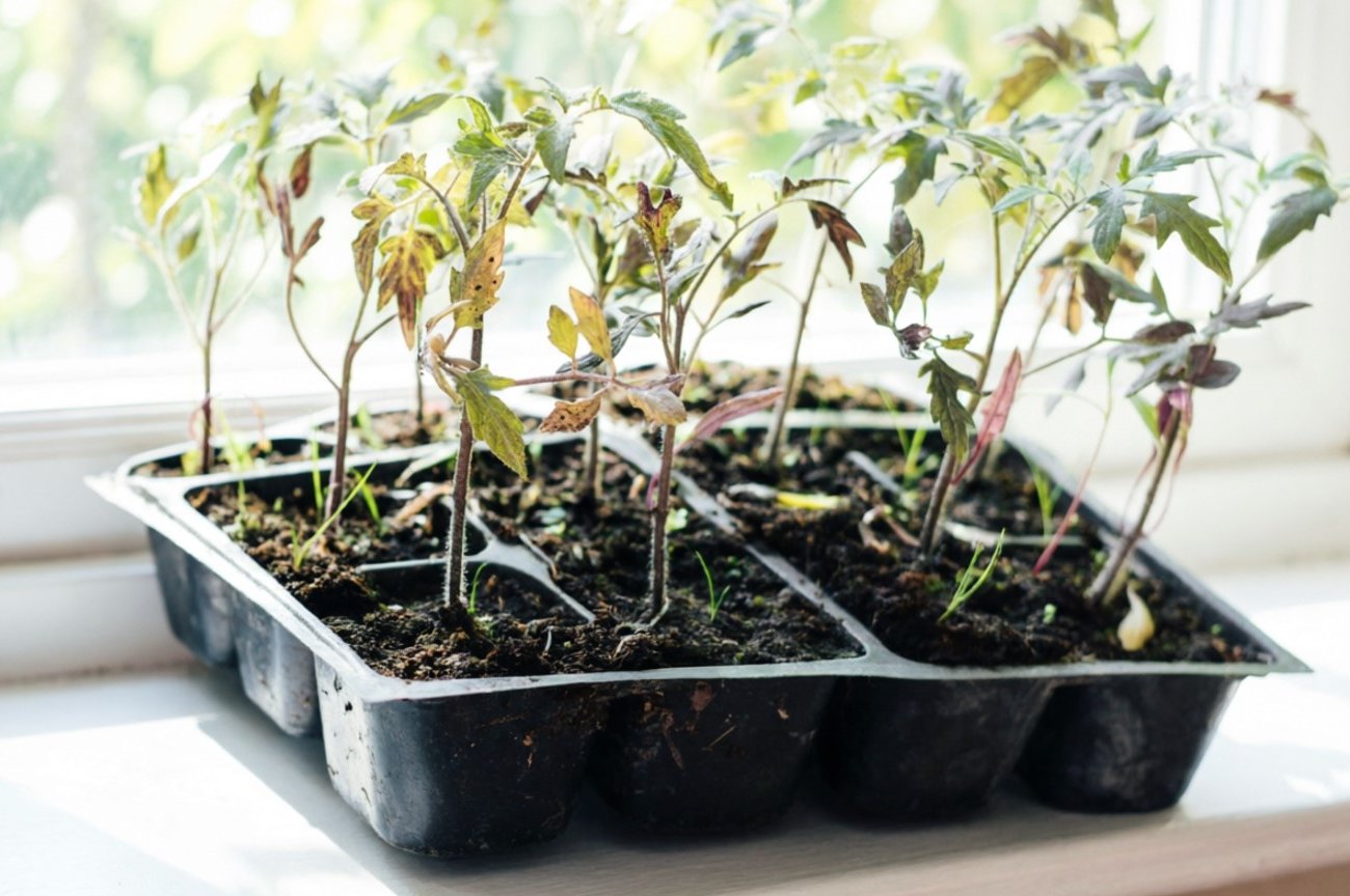 Почему рассада внезапно остановилась в росте: один тревожный сигнал, который нельзя игнорировать