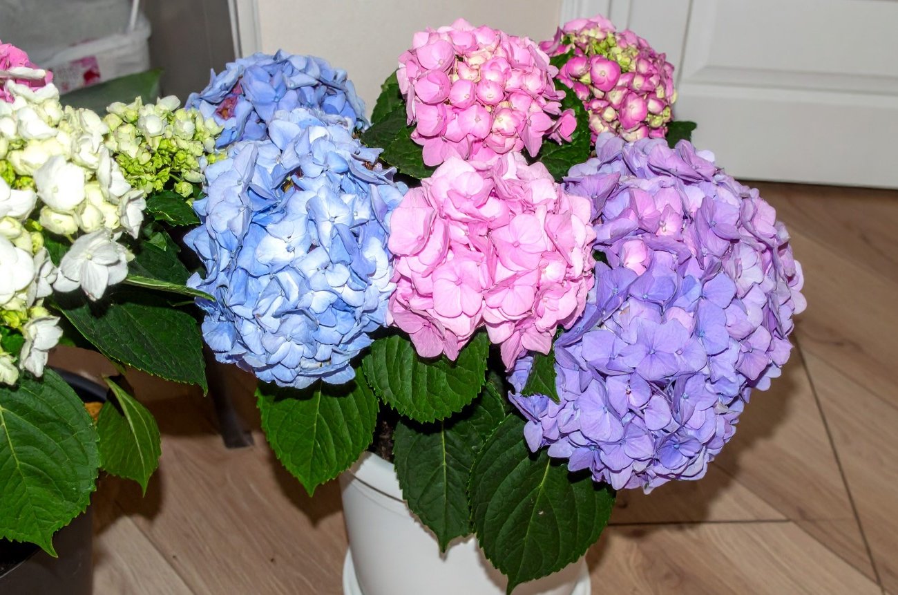 Как заставить гортензии цвести на 4 недели раньше: метод с парниковым эффектом, доступный каждому дачнику