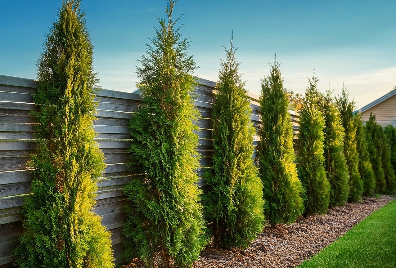 Чем заменить туи на участке: три выносливых растения для живой изгороди без хлопот