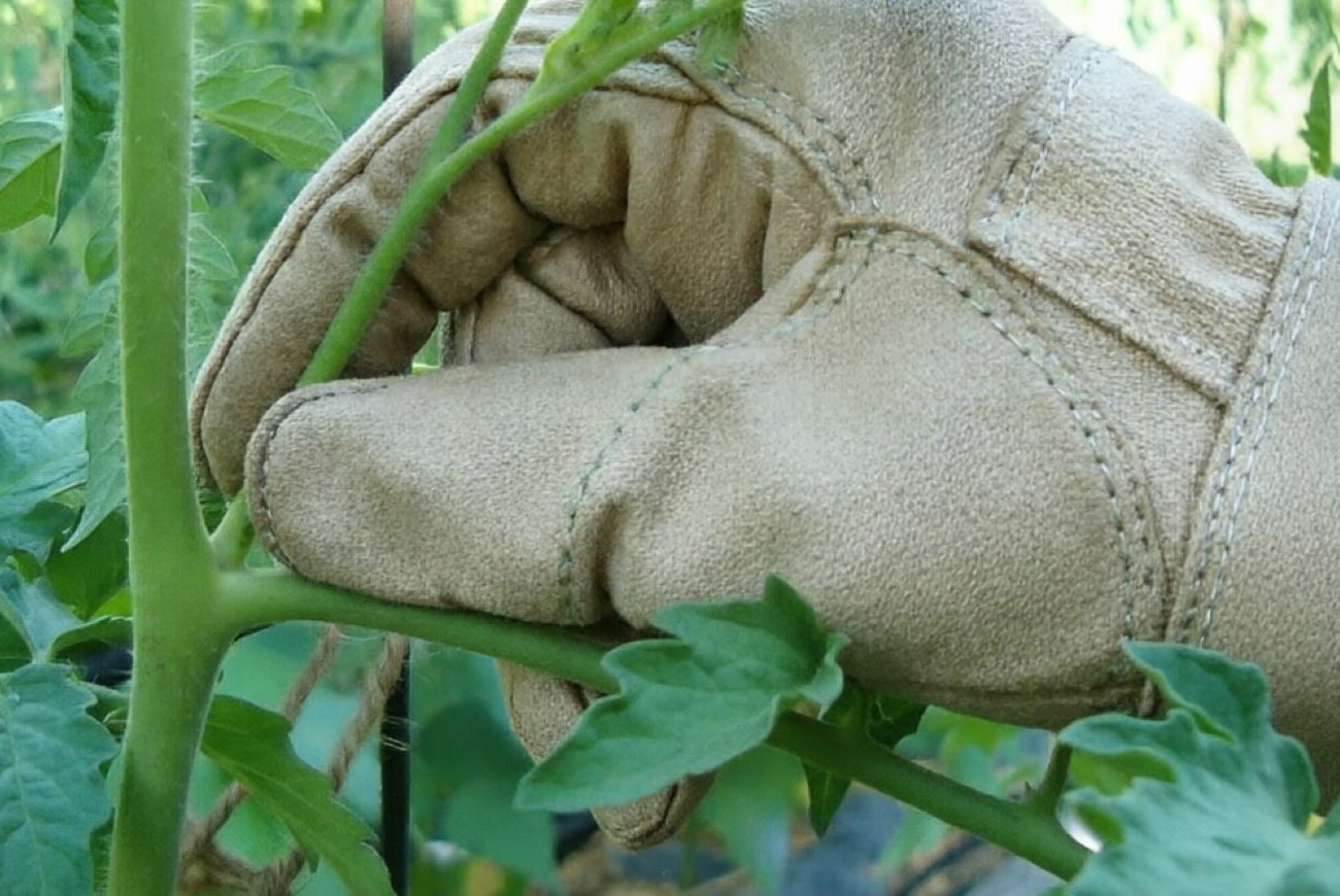 Урожай помидоров вырастет в разы после одной простой процедуры: запомните советы по пасынкованию