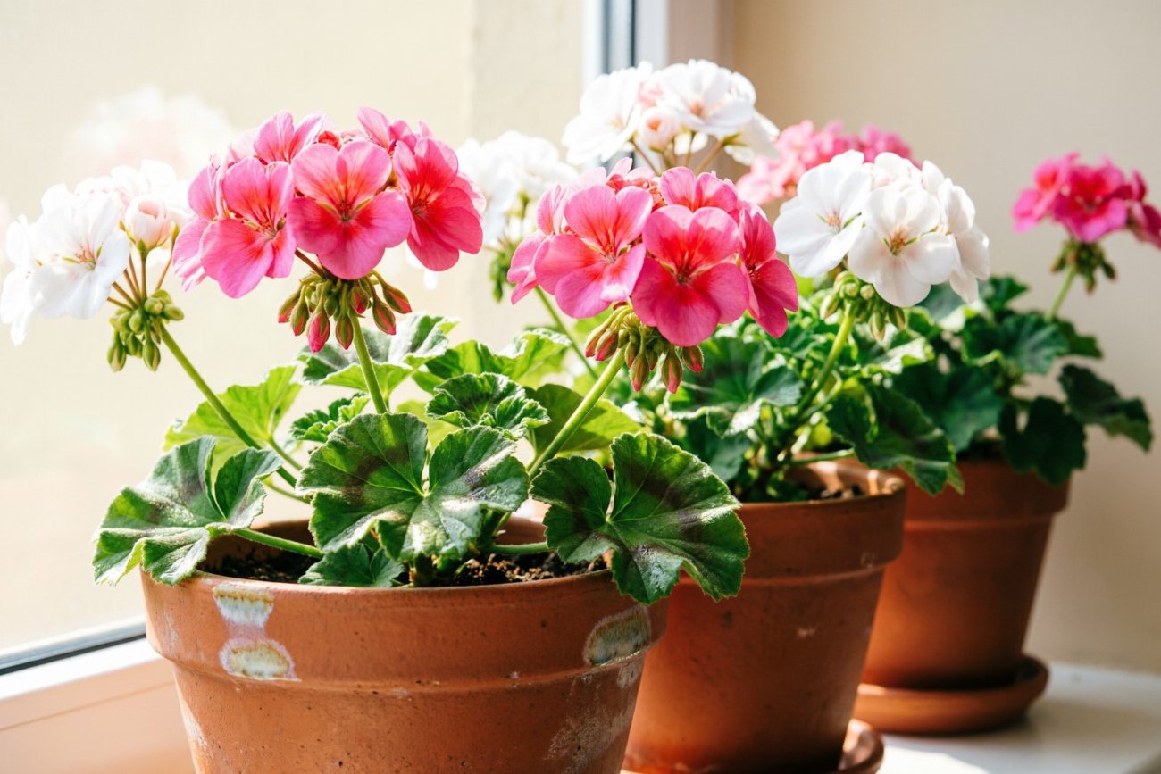 Как правильно подкормить герань в апреле: профессиональный метод для длительного цветения
