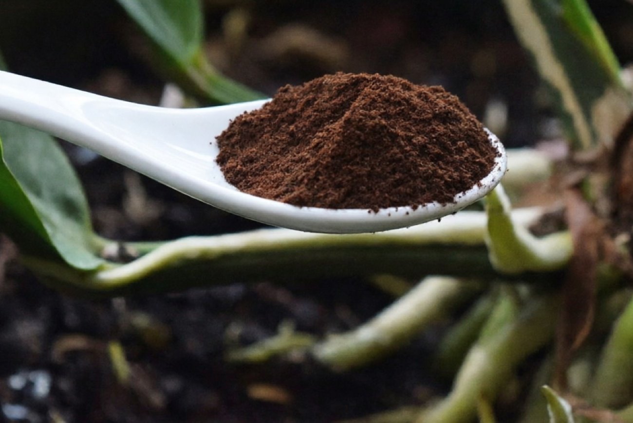 Чем прогнать домашних насекомых без вреда для здоровья: четыре натуральных репеллента, которые работают