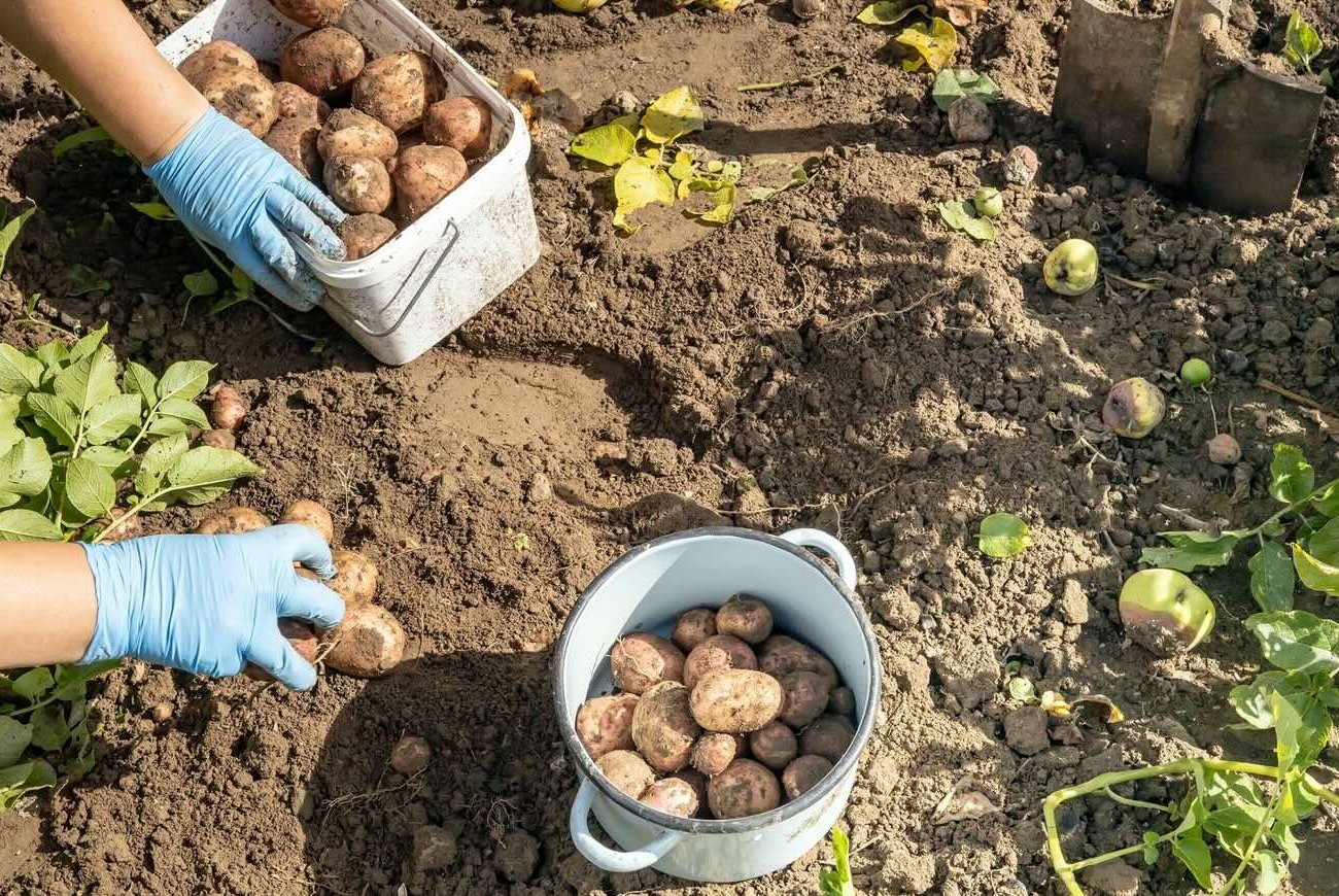 Этот странный способ посадки картофеля даёт втрое больше урожая: всем огородникам на заметку