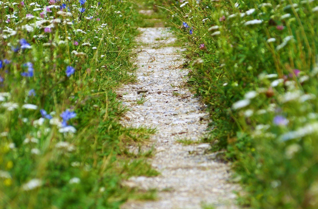 Как не допустить превращения дачных дорожек в болото: копеечная хитрость вместо дорогостоящей облицовки