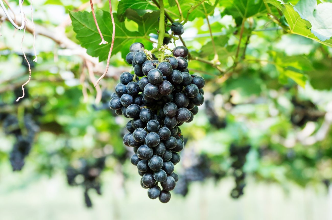 Как получить килограммовые гроздья винограда без химии: одна подкормка решает проблему раз и навсегда