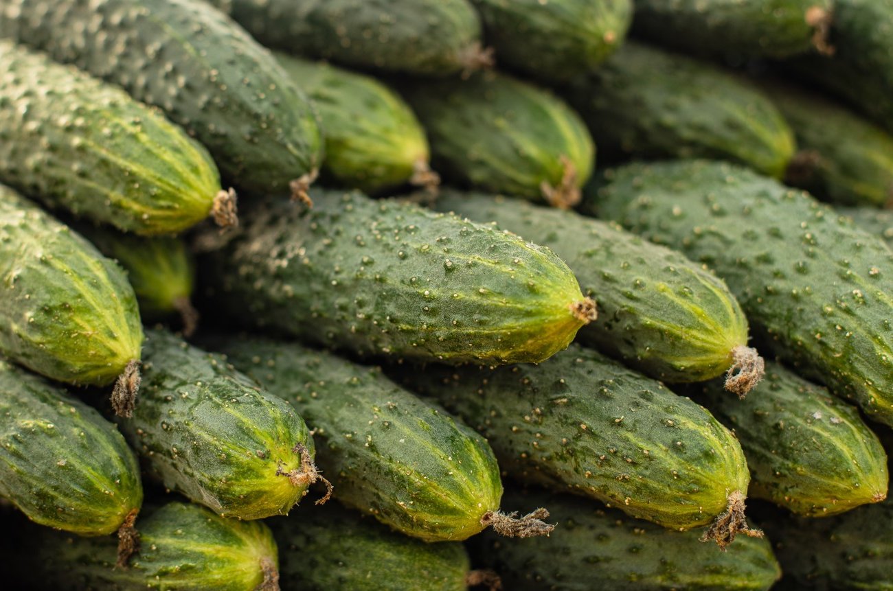 Как вырастить большие и здоровое огурцы: дрожжевой настой творит чудеса на огороде