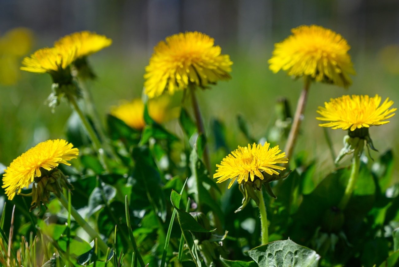 Зачем собирать одуванчики: калийная подкормка из сорняков, которую невозможно найти в магазинах