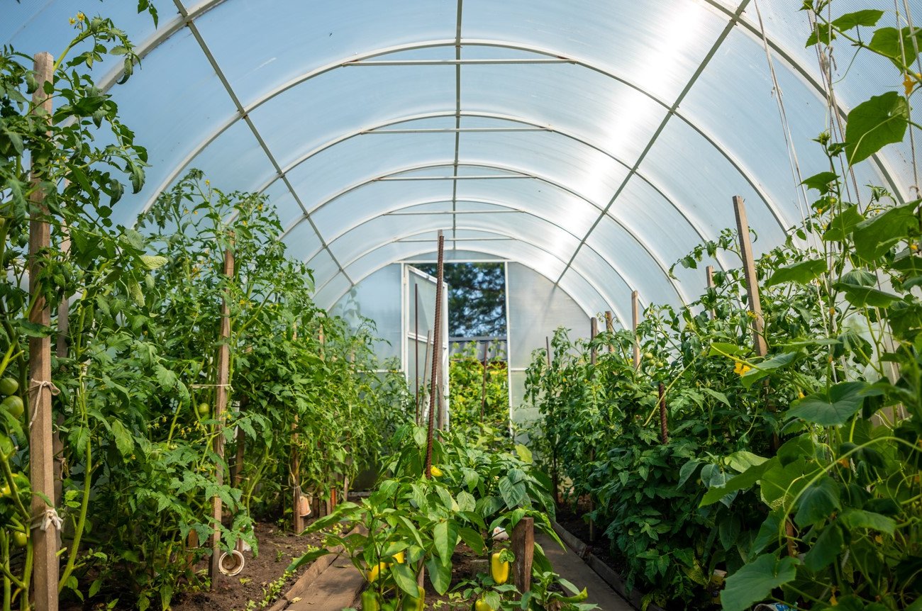 Как увеличить урожай в теплице в 1,5 раза: лайфхак с пакетами с водой