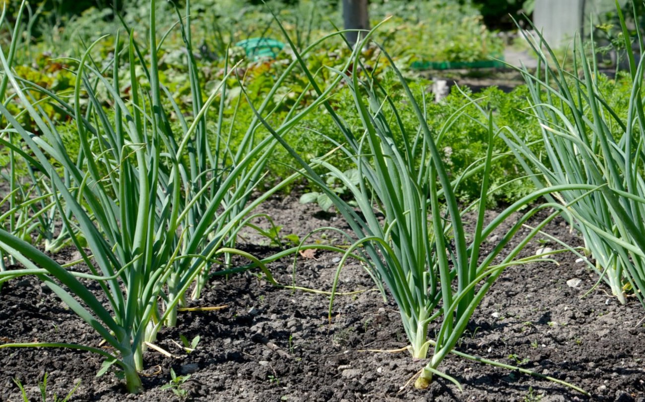 Эти удобрения губят лук, а не помогают ему: ошибки допускают даже опытные огородники