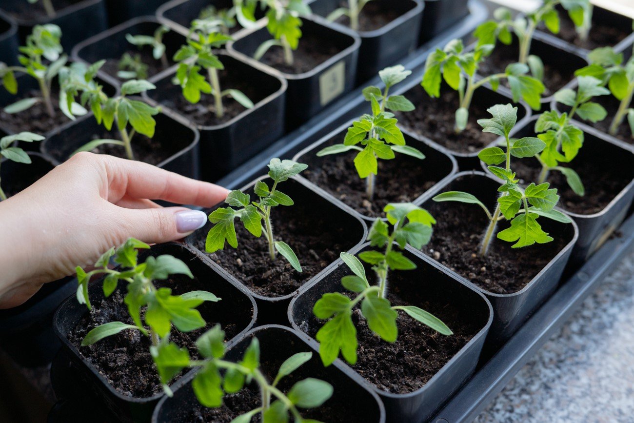 Как правильно кормить рассаду в первый раз: золотые правила подкормки, которые спасут замершие сеянцы