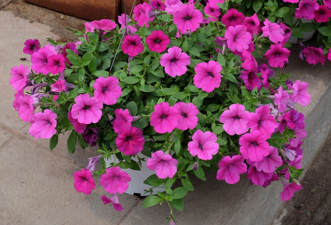 От пышного шара до цветочного ковра: как выбрать петунию для балкона, сада и кашпо