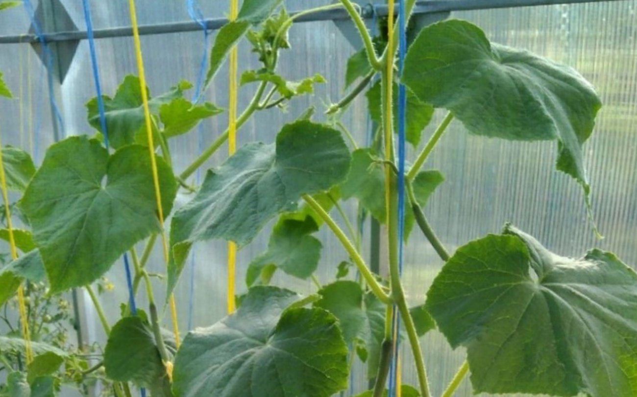 Огурцы в теплице больше не болеют и не вянут: запомните простой секрет правильного проветривания