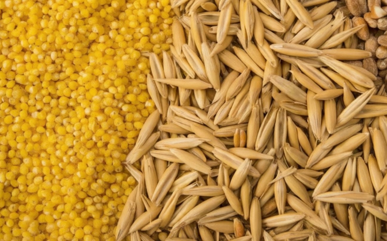 4 цельнозерновые крупы, которые стоит есть каждый день: неожиданная польза простых продуктов