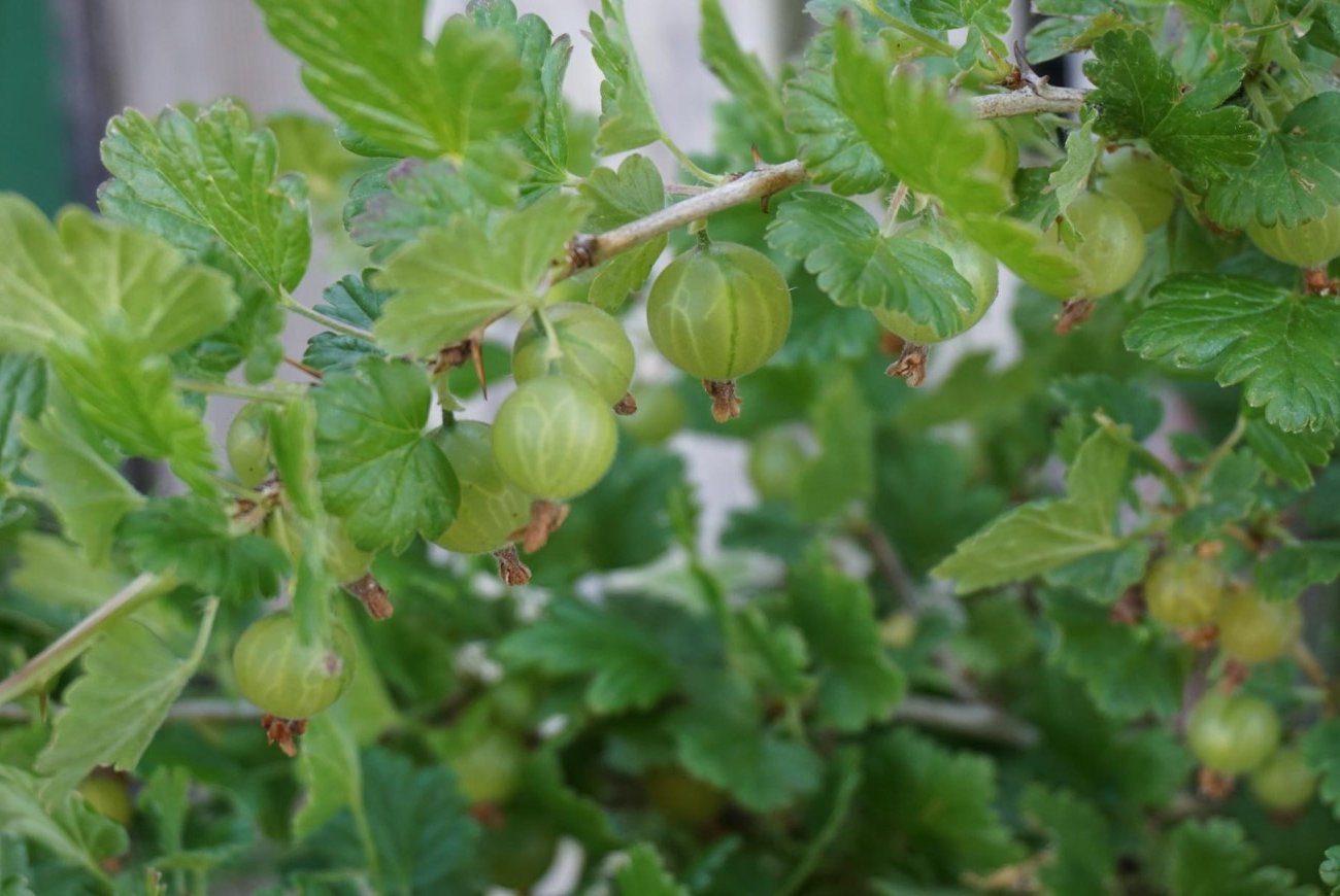Как вылечить крыжовник от ржавчины: проверенная деревенская хитрость
