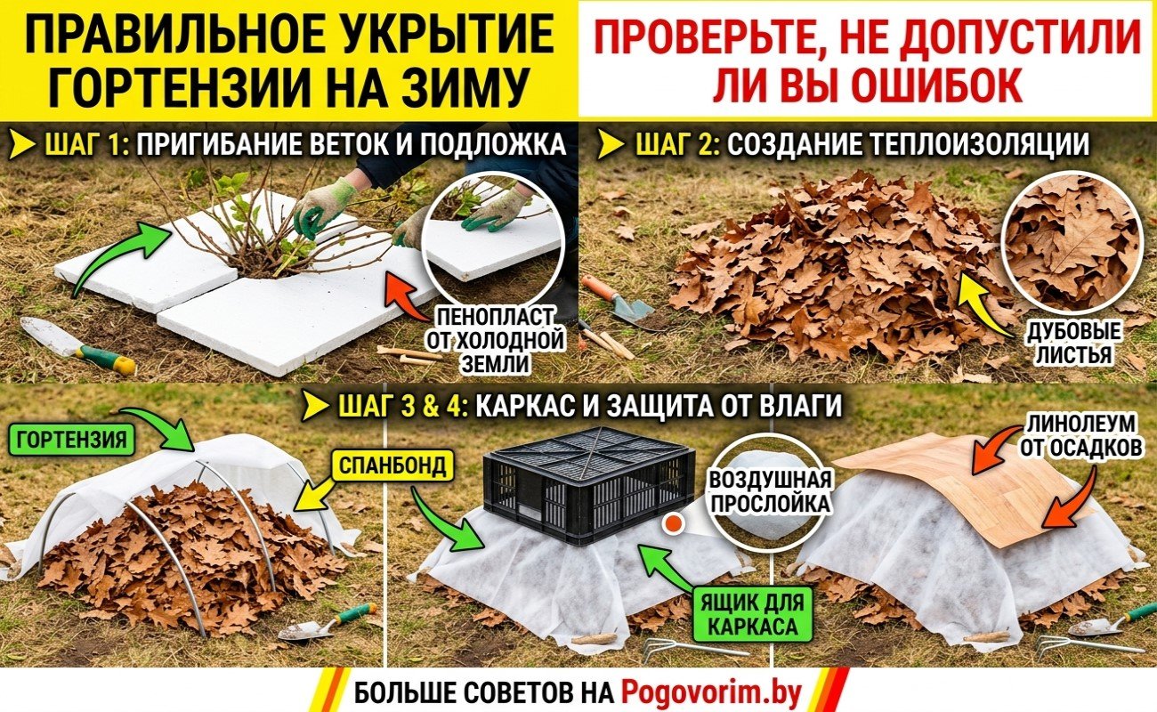 Правильное укрытие гортензии на зиму: проверьте, не допустили ли вы ошибок