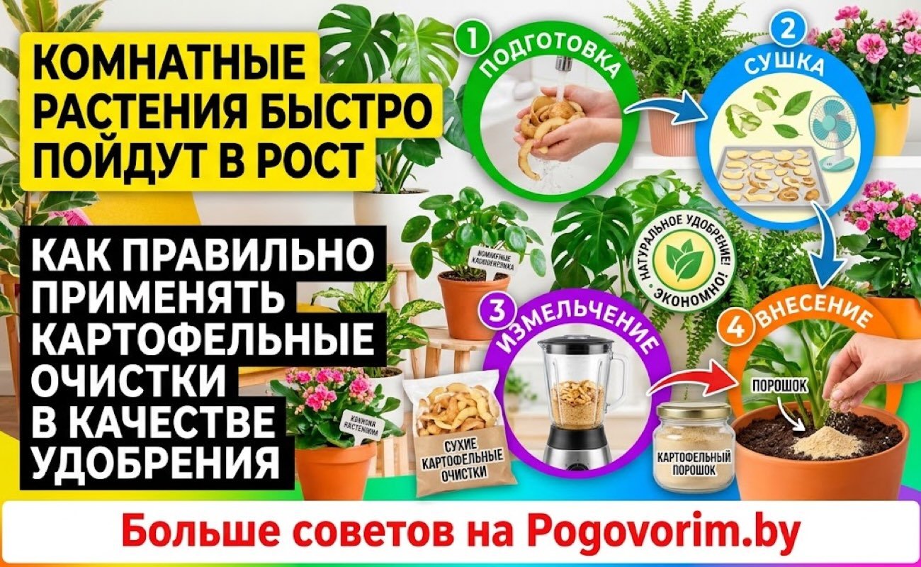 Комнатные растения быстро пойдут в рост: как правильно применять картофельные очистки в качестве удобрения